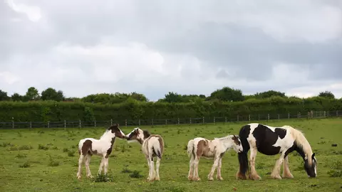 Three foals and a horse enjoy grazing in a field